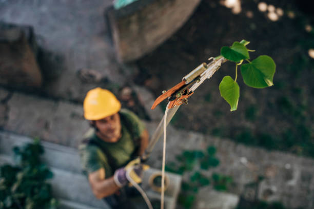 How Our Tree Care Process Works  in Norco, CA